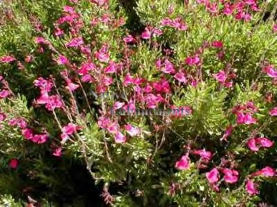 (image for) Autumn Sage - Salvia greggii 1 gallon
