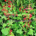 (image for) Cedar Sage - Salvia roemeriana 1 gallon