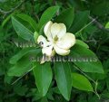 (image for) Sweetbay Magnolia - Magnolia virginiana 5 gallon