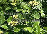 Possumhaw Viburnum – Viburnum nudum 5 gallon
