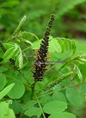 (image for) Indigobush – Amorpha fruticosa 5 gallon