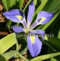Zig Zag Iris - Iris brevicaulis 5 gallon