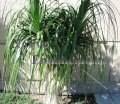 Ponytail Palm - Beaucarnea recurvata 5 gallon