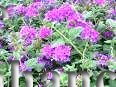 (image for) Rose Vervain - Verbena canadensis 1 gallon