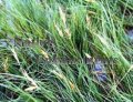 Saltgrass- Distichlis spicata / Plug