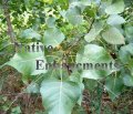 (image for) Eastern Cottonwood - Populus deltoides 5 gallon