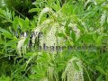 Leatherwood, Titi – Cyrilla racemiflora 5 gallon
