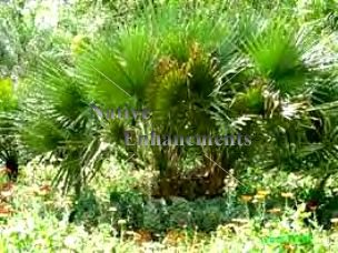 Louisiana Palm - Sabal louisiana 5 gallon