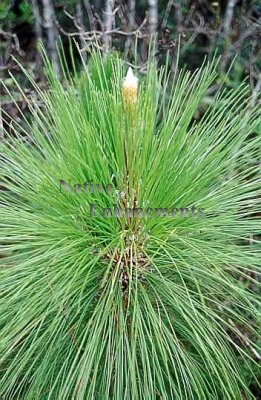 (image for) Longleaf Pine - Pinus palustris 5 gallon