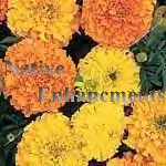 (image for) African Marigold - Tagetes erecta 4 inch