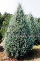 (image for) Arizona Cypress - Cupresses arizonica 5 gallon
