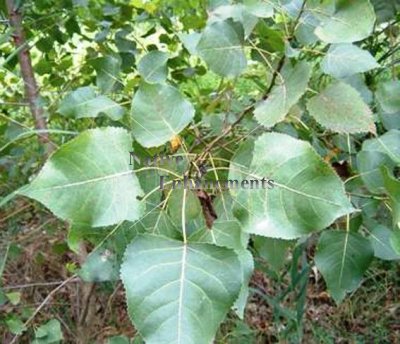 (image for) Eastern Cottonwood - Populus deltoides 5 gallon