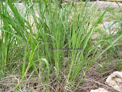 Eastern Gammagrass - Tripsacum dactyloides 1 gallon