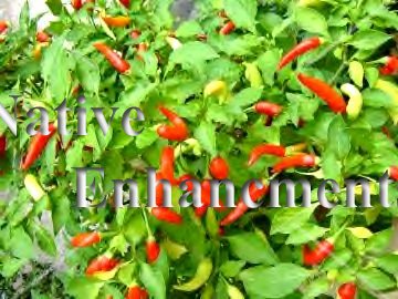 Cayenne Pepper (Capsicum annuum)