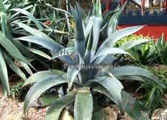 (image for) Century Plant - Agave americana 5 gallon