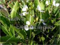 Grassy Arrowhead - Saggitaria graminea / Bare Root Bundle