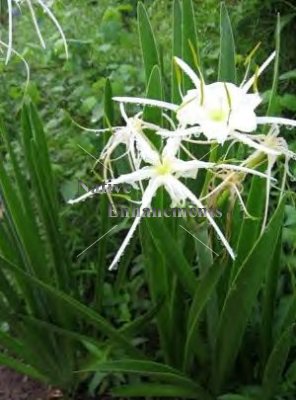 (image for) Spider Lily - Hymenocallis liriosme 1 gallon