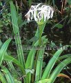 (image for) American Crinum Lily - Crinum americanum 5 gallon