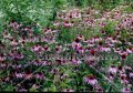 (image for) Purple Coneflower - Echinacea purpurea 1 gallon