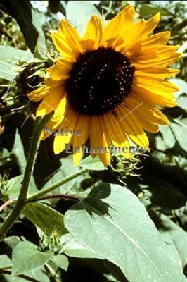 (image for) Sunflower - Helianthus annuus 1 gallon