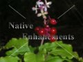 Pigeonberry - Rivina humilis 1 gallon