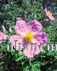 (image for) Rockrose – Pavonia lasiopetala 1 gallon