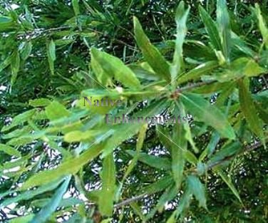 (image for) Willow Oak - Quercus phellos 5 gallon