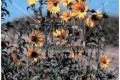 Maximilian Sunflower - Helianthus maximiliana 1 gallon