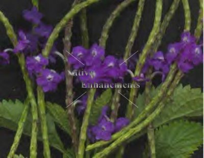 Purple Porter Weed - Stachytarpheta sp. 1 gallon
