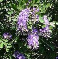 (image for) Texas Mountain Laurel - Sophora secundiflora 5 gallon