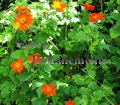 (image for) Mexican Sunflower - Tithonia rotundifolia 4 inch