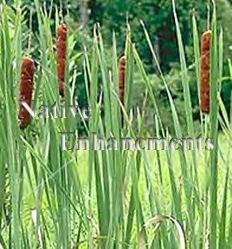 (image for) Cattail - Typha latifolia / Bare Root Bundle