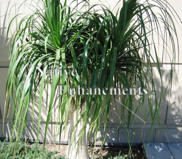 Buy Ponytail Palm - Beaucarnea nolina