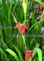 (image for) Copper Iris - Iris fulva 1 gallon