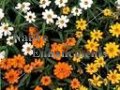 (image for) Mexican Zinnia - Zinnia angustifolia 4 inch
