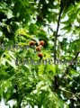 (image for) Soapberry - Sapindus drummondii 5 gallon