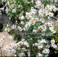(image for) Doll's Daisy - Boltonia asteroides and B. a. var. latisquama