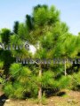 Slash Pine - Pinus elliottii 15 gallon