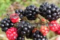 (image for) Blackberry, Black Cap Raspberry - Rubus x 5 gallon