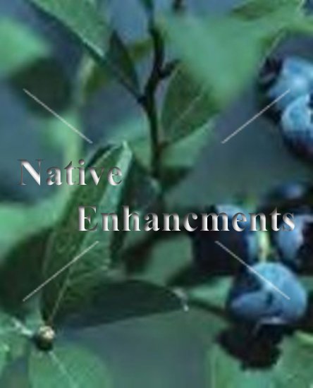 (image for) Rabbiteye Blueberry - Vaccinium ashei 5 gallon