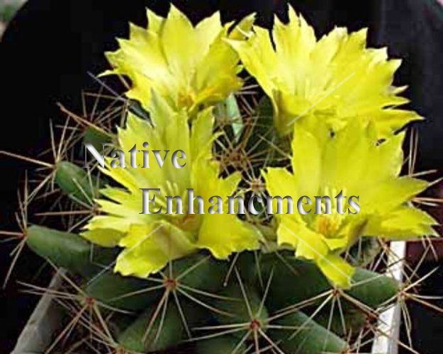 Longmomma Nipple Cactus - Mammillaria longimomma 1 gallon [CTS-LONGM1] -  $6.95 : Native Enhancements, The Source For Native Plants