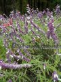 Mexican Bush Sage – Salvia leucantha 1 gallon