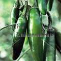 Serrano Pepper - Capsicum annuum 4 inch