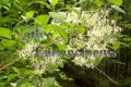 (image for) Fringe Tree - Chionanthus virginicus 5 gallon