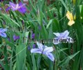 (image for) Louisiana Iris - Irus fulva x 1 gallon