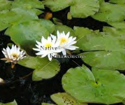 (image for) White Water Lily - Nymphaea odorata