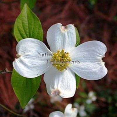 (image for) Flowering Dogwood - Cornus florida 5 gallon