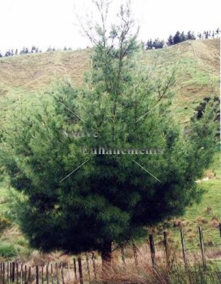 Spruce Pine - Pinus glabra 5 gallon