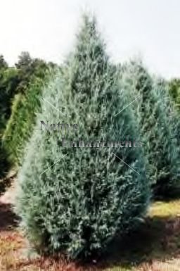 (image for) Arizona Cypress - Cupresses arizonica 5 gallon
