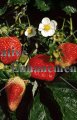 (image for) Strawberry - Fragaria x ananassa 1 gallon